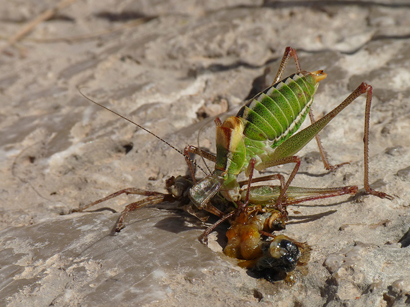 Phaneropteridae: Poecilimon cfr. superbus,  dalla Grecia